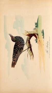 Image of Sturnus Linnaeus 1758