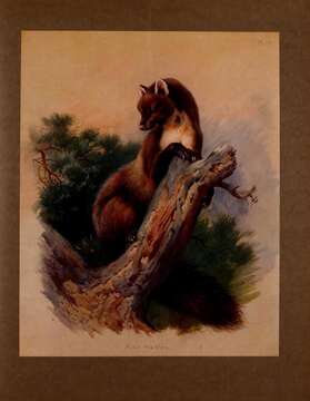 Image of European Pine Marten