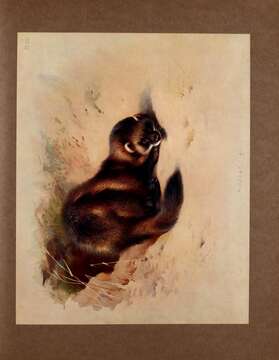 Image of western polecat, polecat