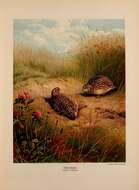 Image of Common Quail