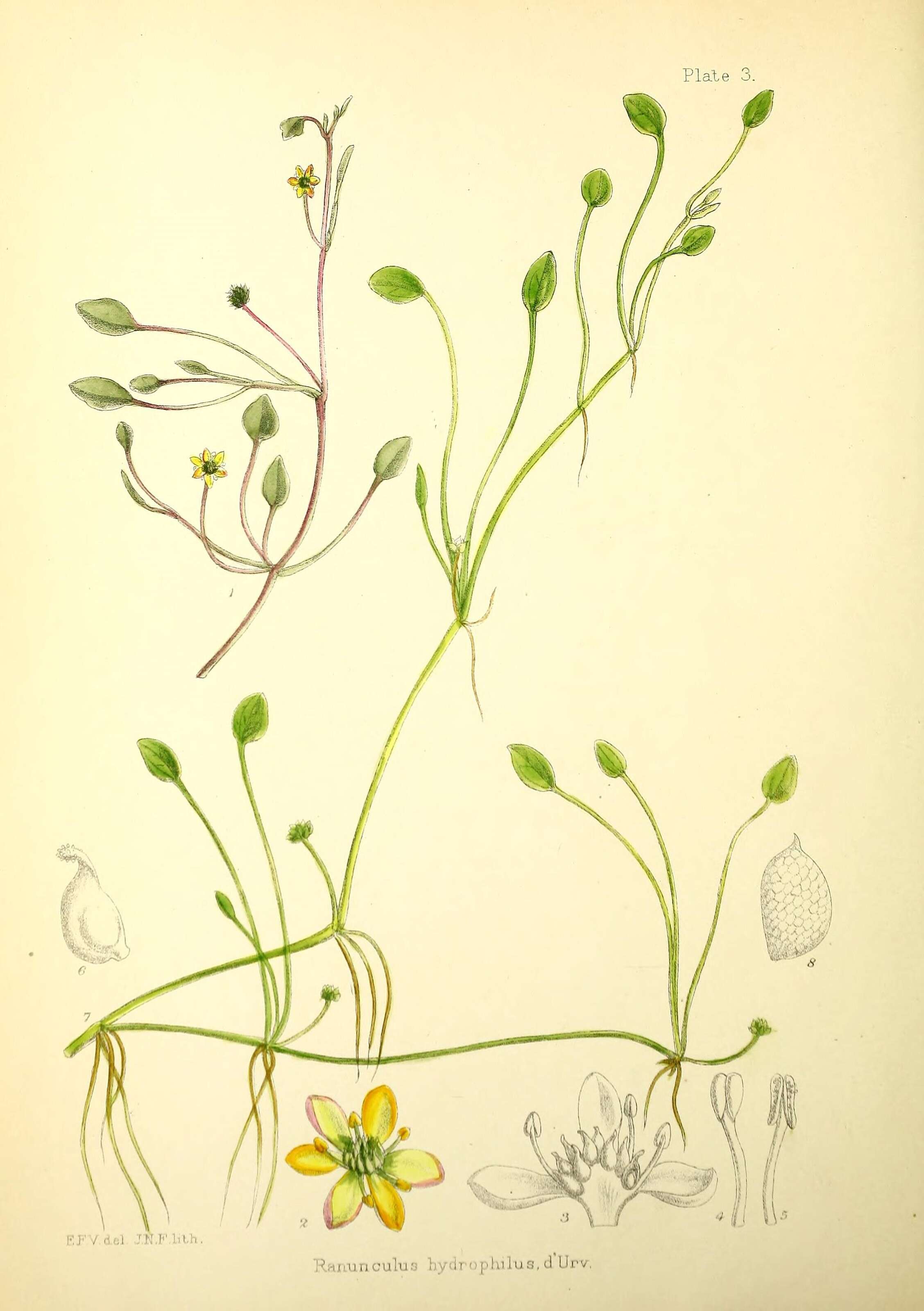 Image of Ranunculus hydrophilus Gaudich. ex Mirb.