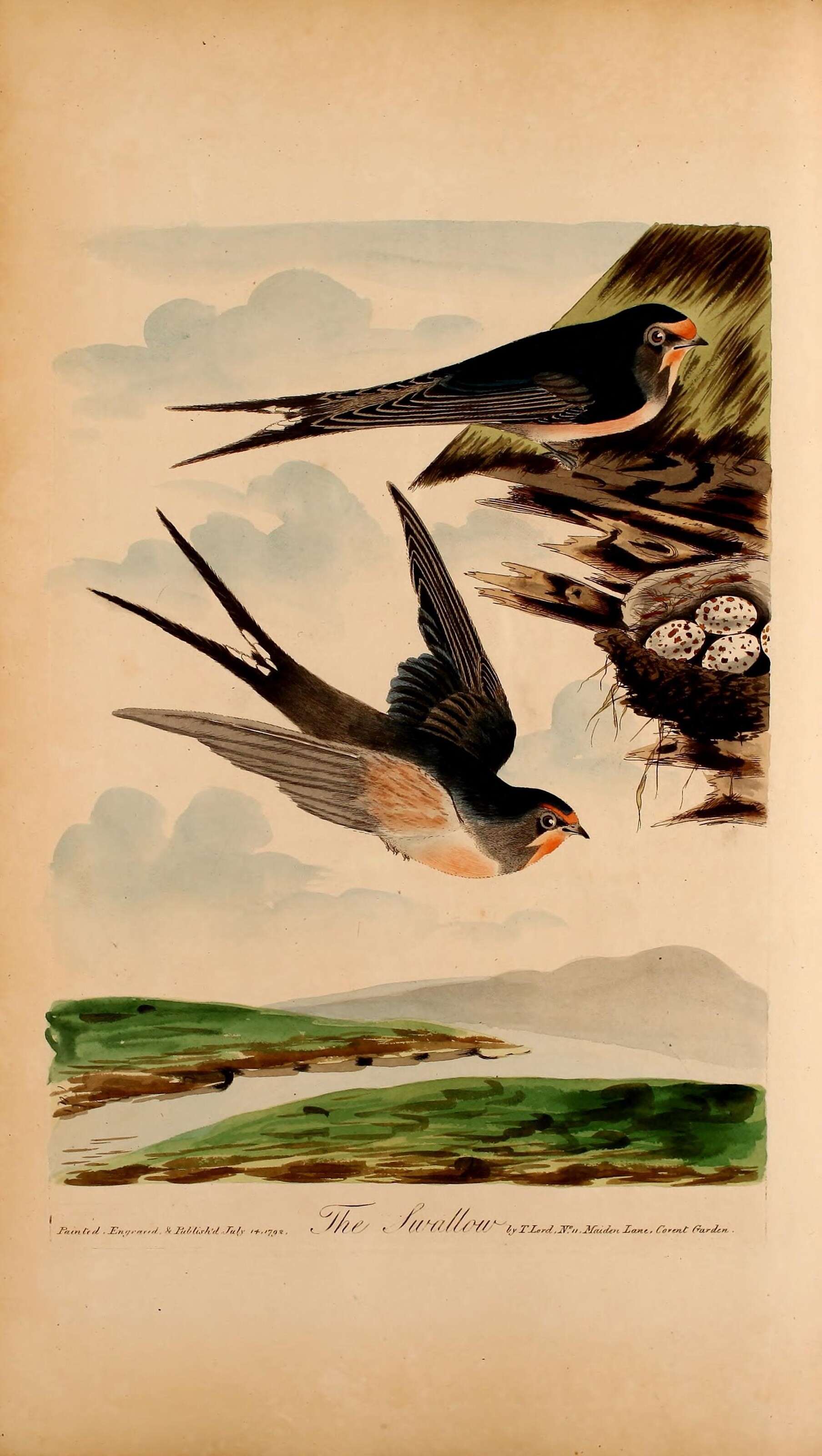 Image of Hirundo Linnaeus 1758