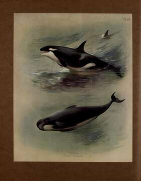 Image of killer whale