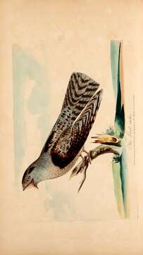 Image of nightjar, european nightjar