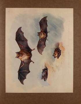 Image of Greater Horseshoe Bat