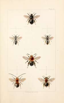 Sivun Isopietarmehiläinen kuva