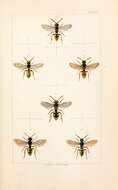 Sivun hohtokiertomehiläinen kuva