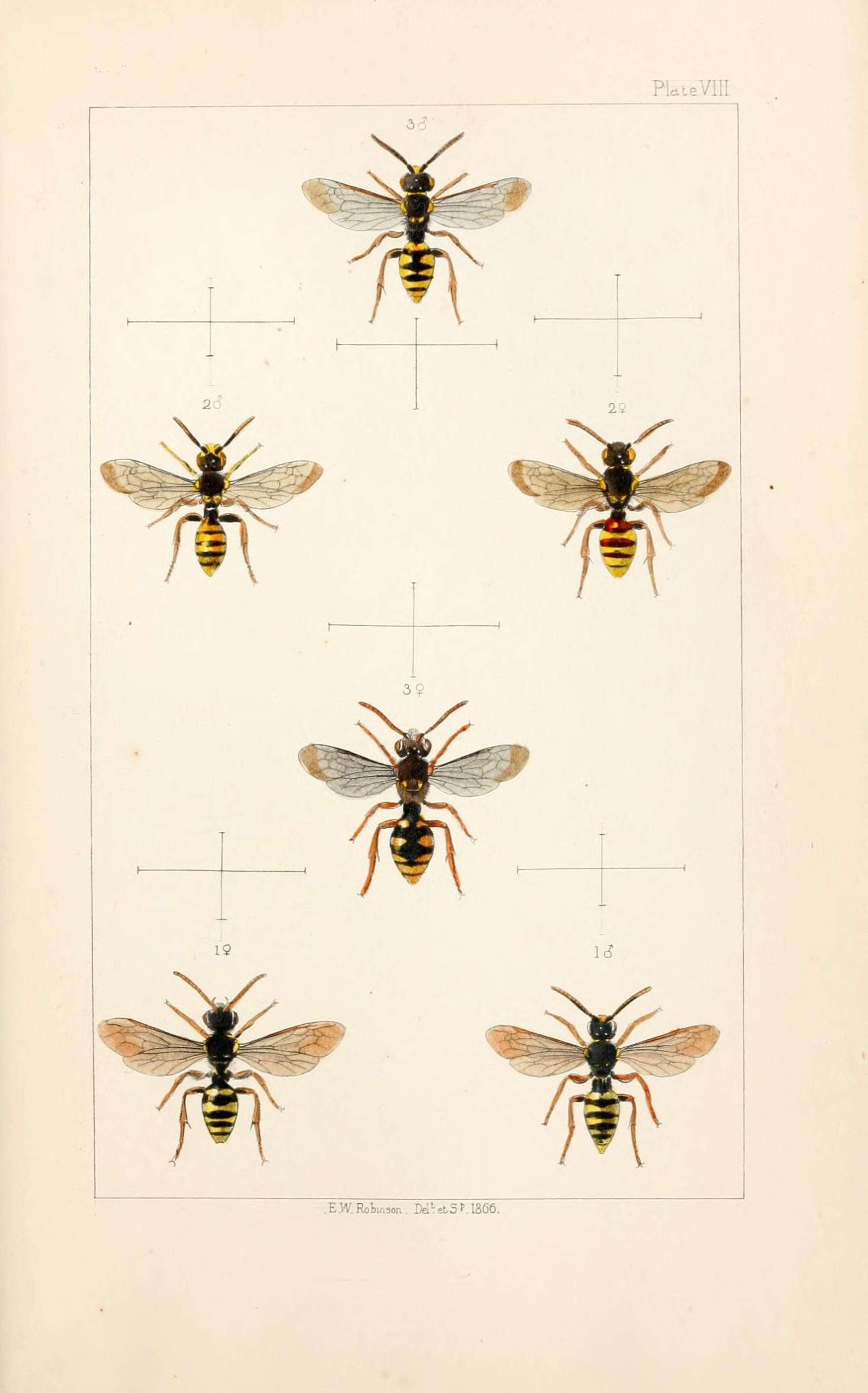 Sivun hohtokiertomehiläinen kuva