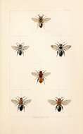Sivun Andrena fulva (Müller 1766) kuva