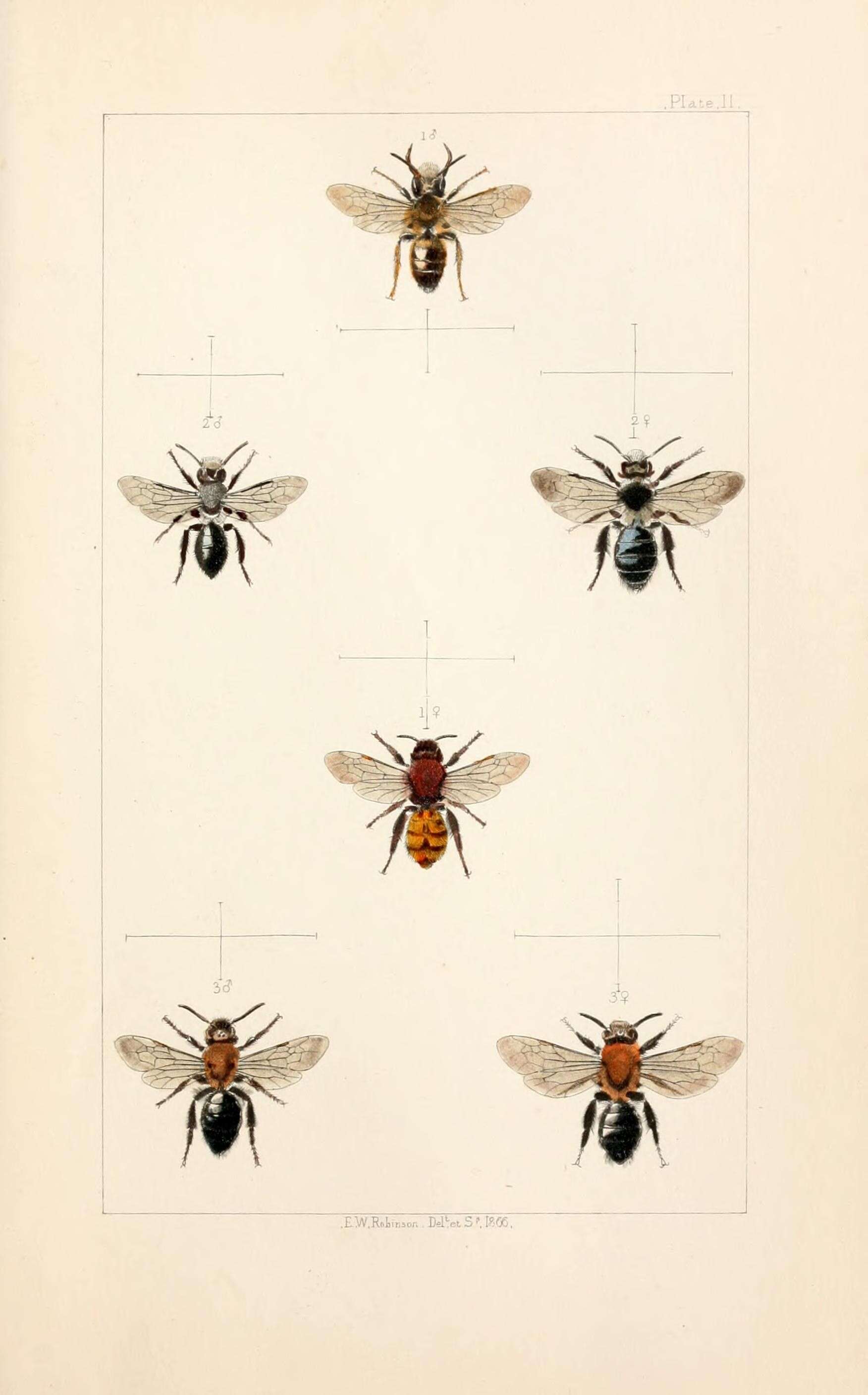 Image de Andrena fulva (Müller 1766)