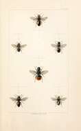 Sivun Kotilomuurarimehiläinen kuva