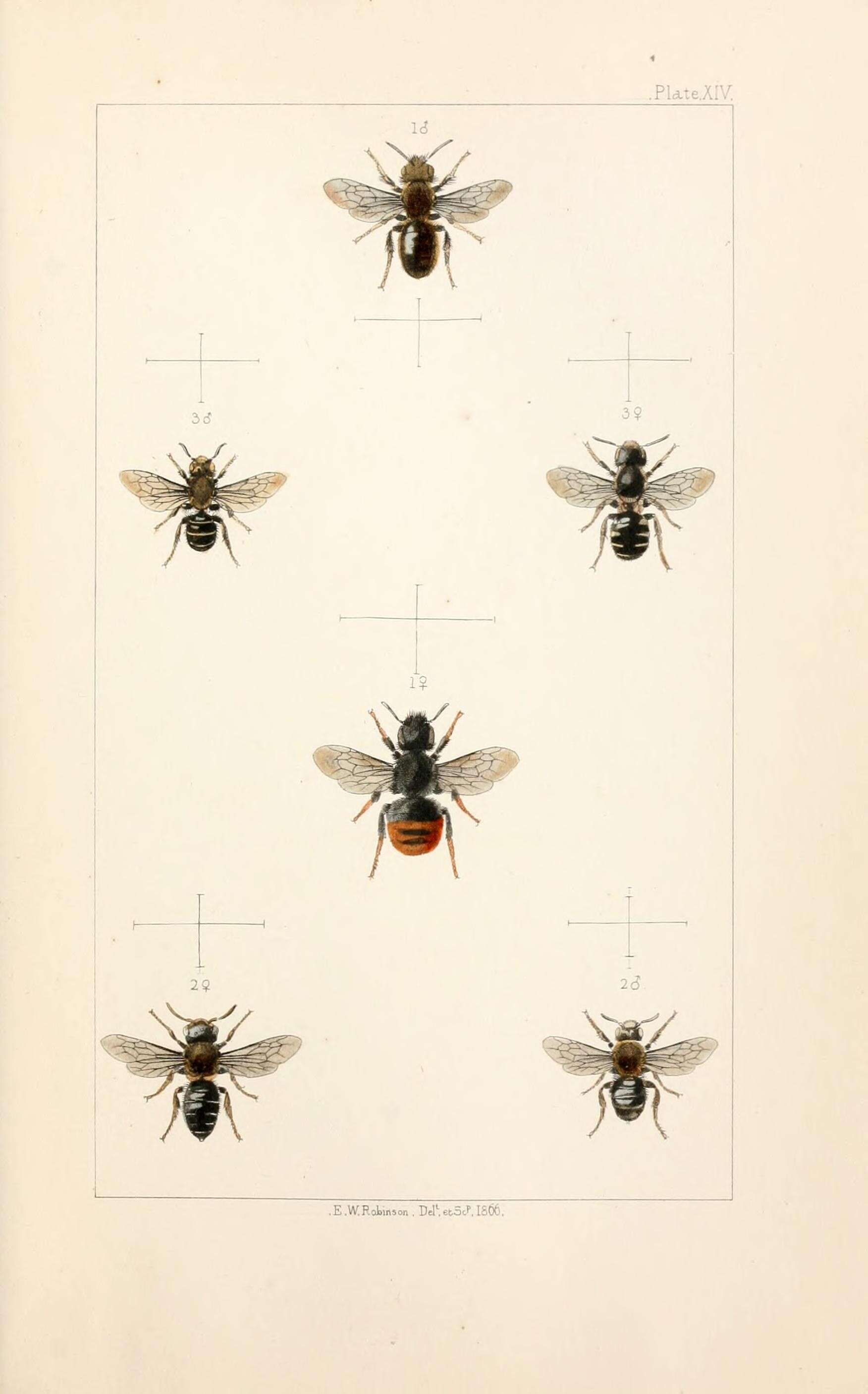 Image of Osmia bicolor (Schrank 1781)