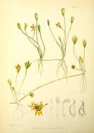 Image of Ranunculus trullifolius Hook. fil.