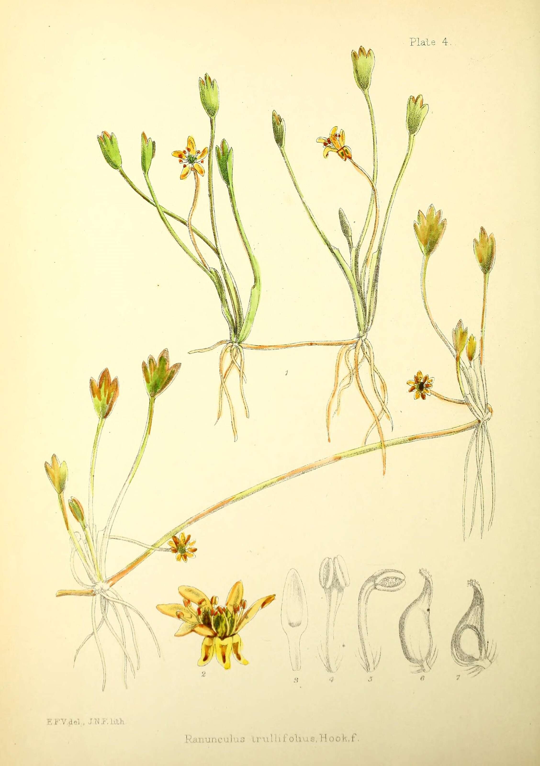 Image of Ranunculus trullifolius Hook. fil.