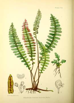 Image de Austroblechnum penna-marina subsp. penna-marina