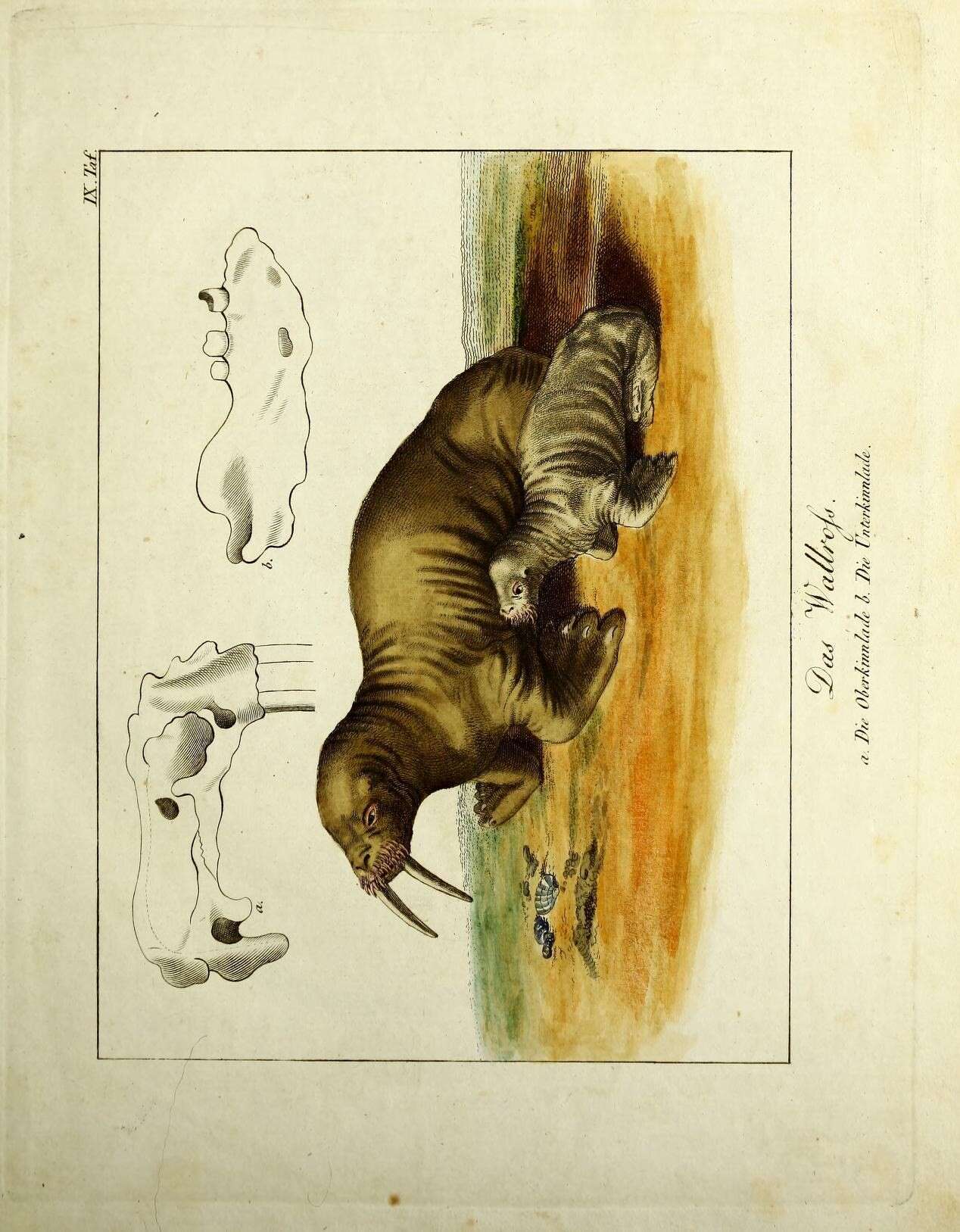 Image of walrus