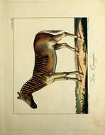 Слика од Equus quagga quagga Boddaert 1785