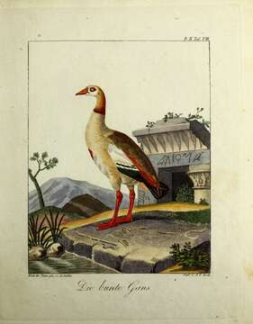 Image of Egyptian Goose