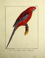 Image of Crimson Rosella