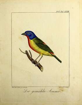 Image of Painted Bunting