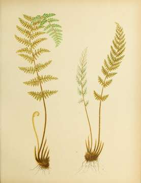 Image of Woolly lipfern