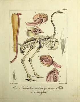 Image of ostriches