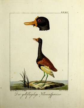 Image of Wattled Jacana