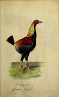 Image of Red Junglefowl