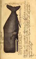 Image de Physeter Linnaeus 1758