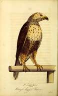 Image of Falco lagopus