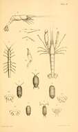 Sivun Alpheus novaezealandiae Miers 1876 kuva
