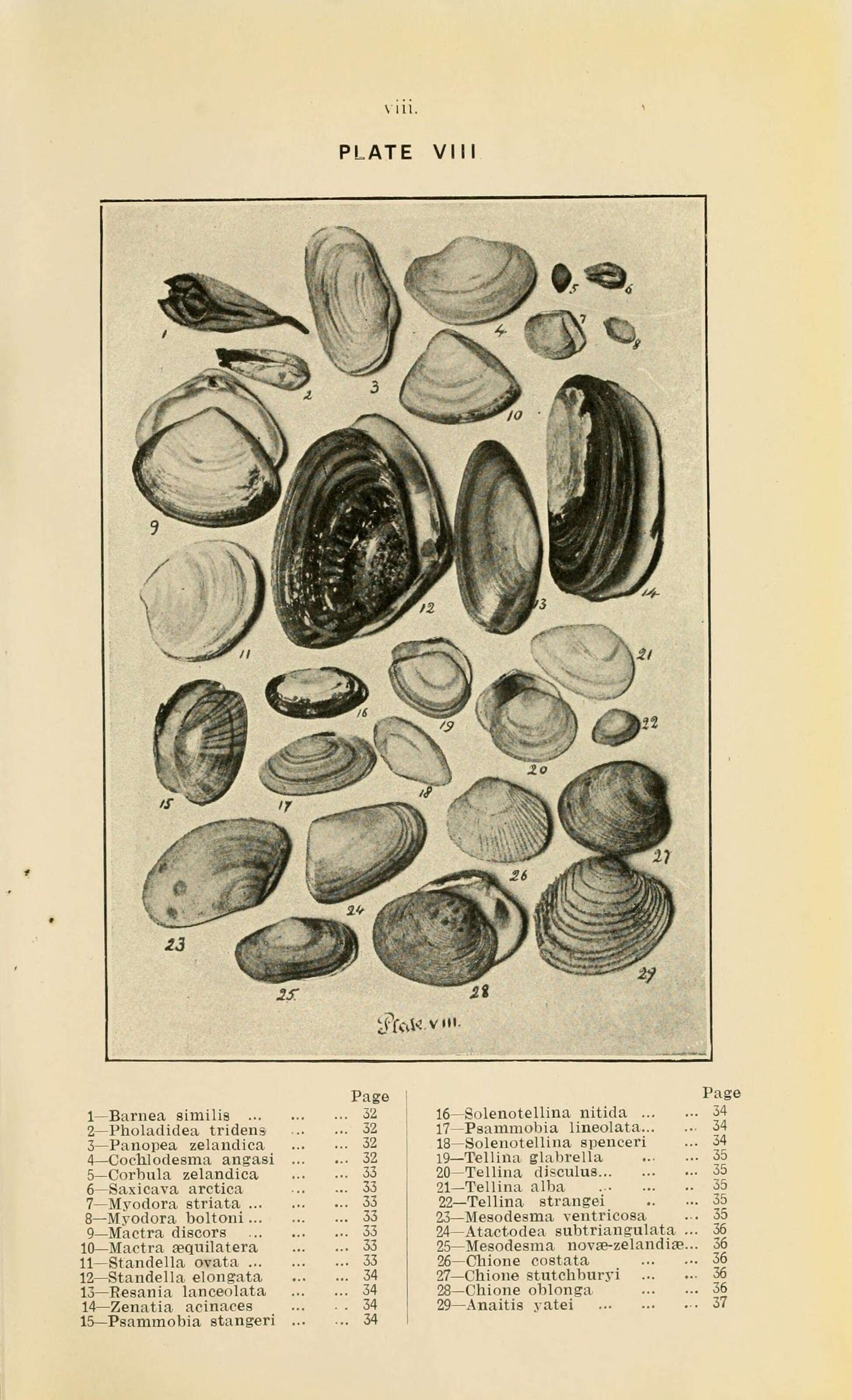 Image de Barnea similis (Gray 1835)