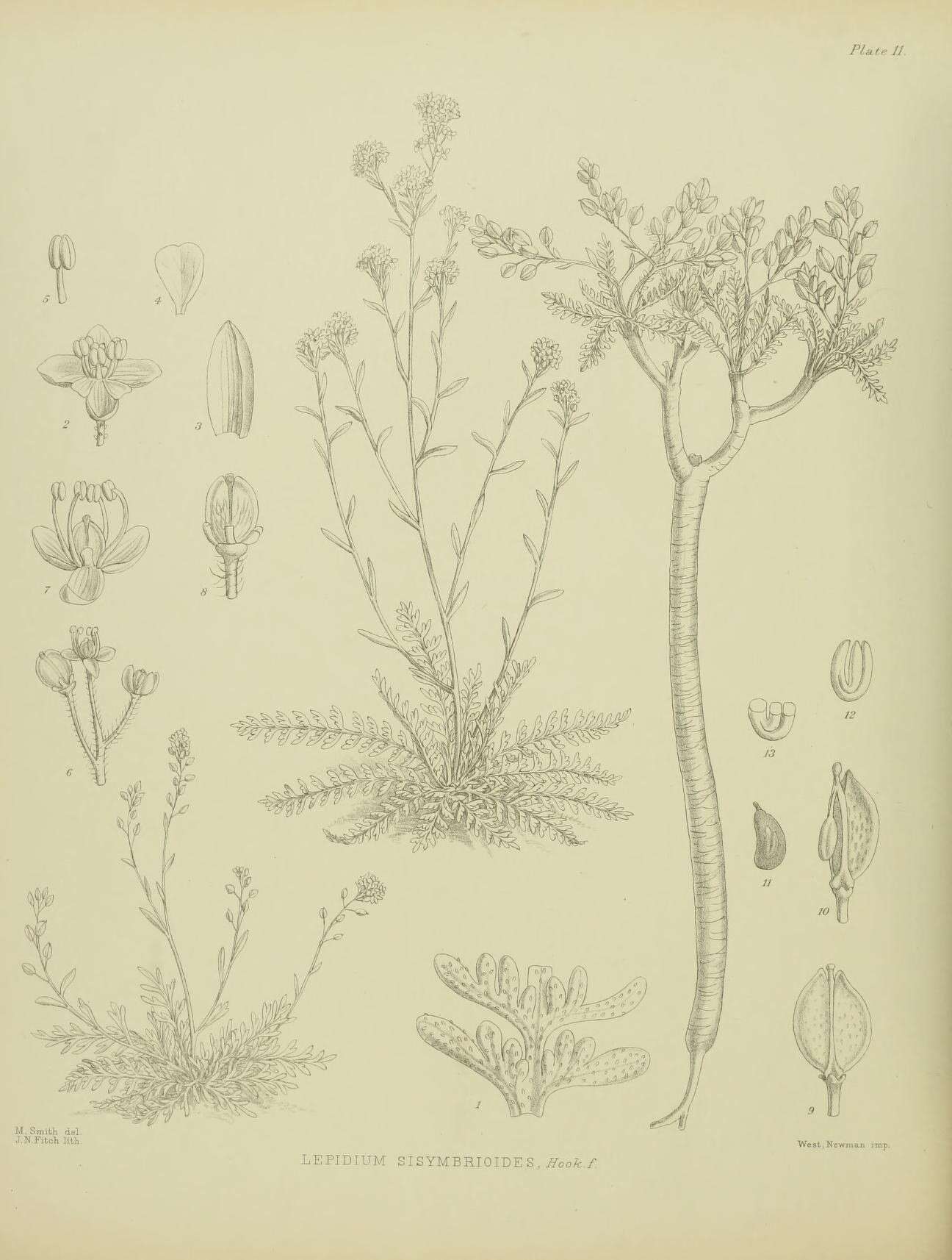 Image of Lepidium sisymbrioides Hook. fil.