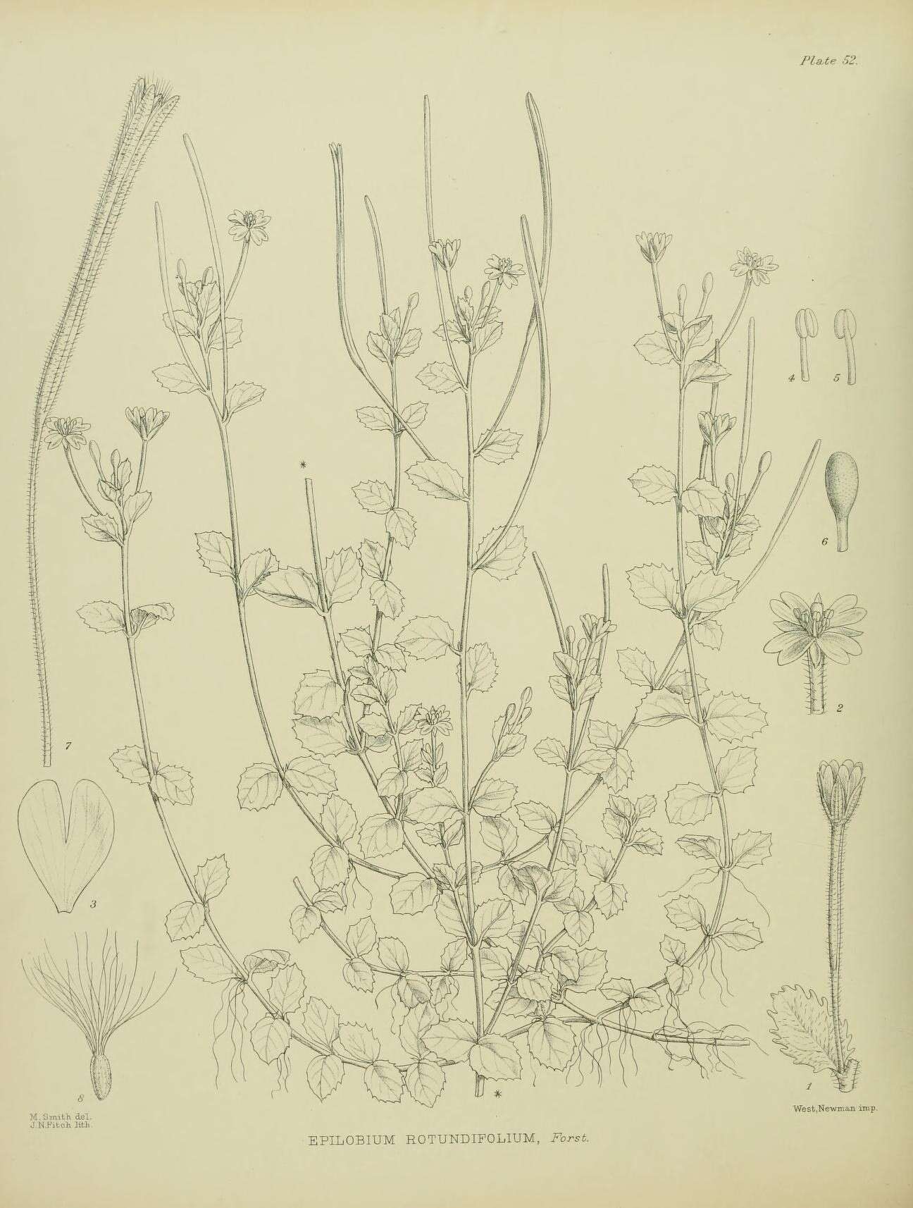Image of Epilobium rotundifolium Forst. fil.