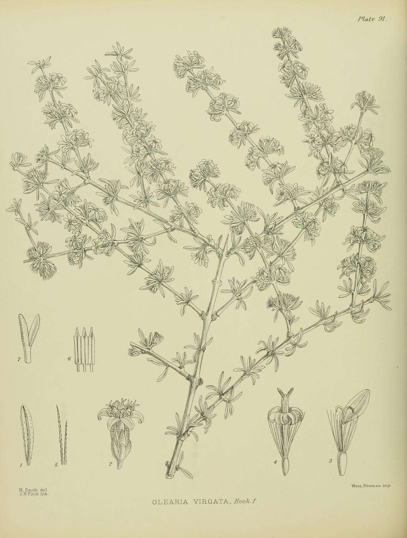 Olearia virgata (Hook. fil.) Hook. fil. resmi