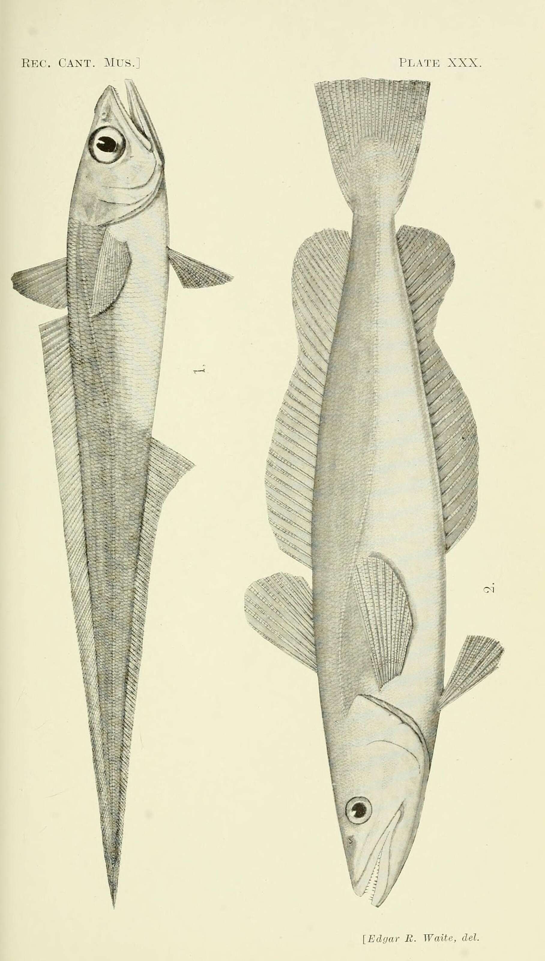 Image of Macruronidae