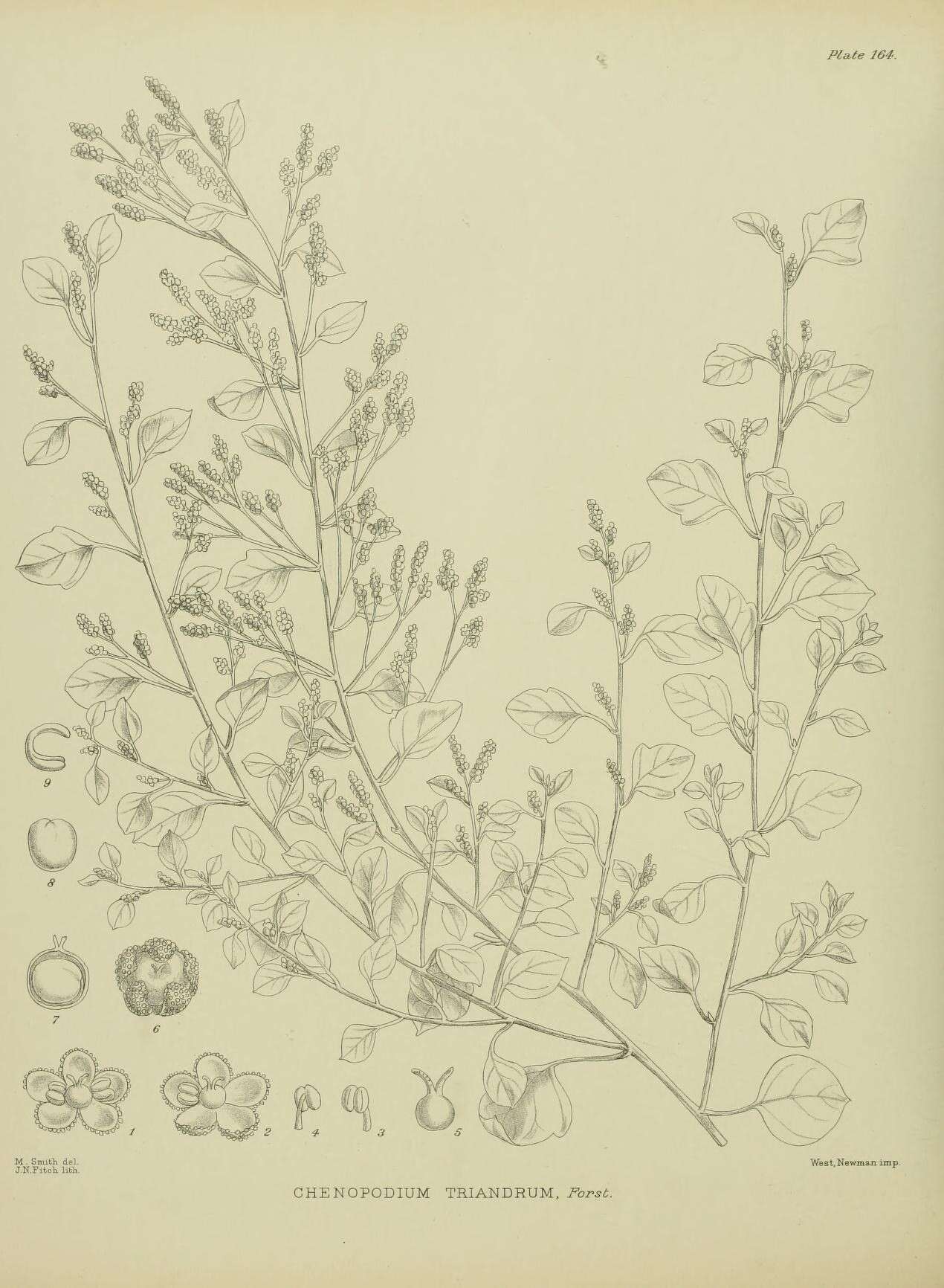 Image of Chenopodium triandrum Forst. fil.