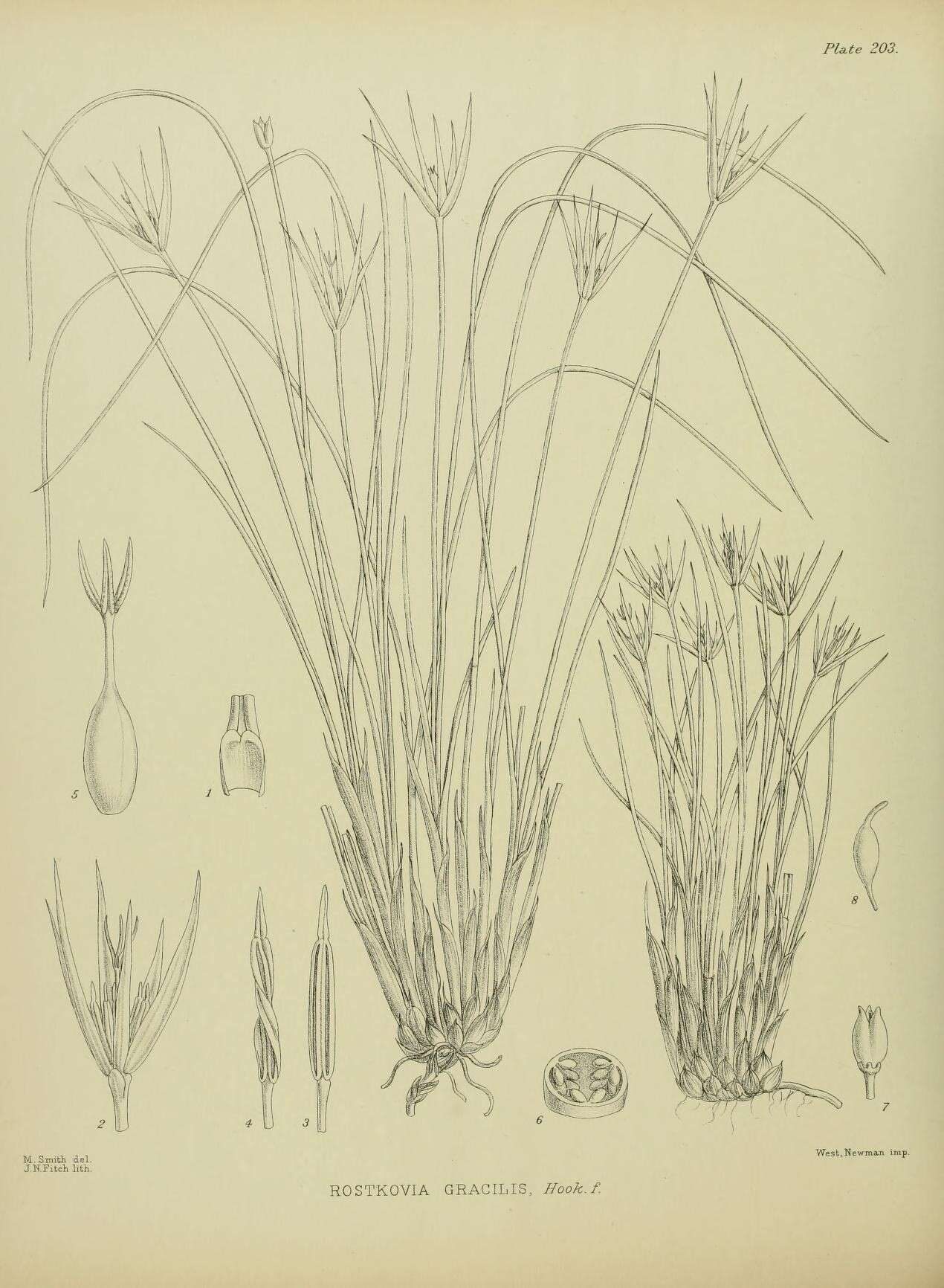 Image of Marsippospermum gracile (Hook. fil.) Buch.