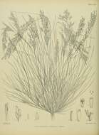 Image of Deschampsia tenella Petrie