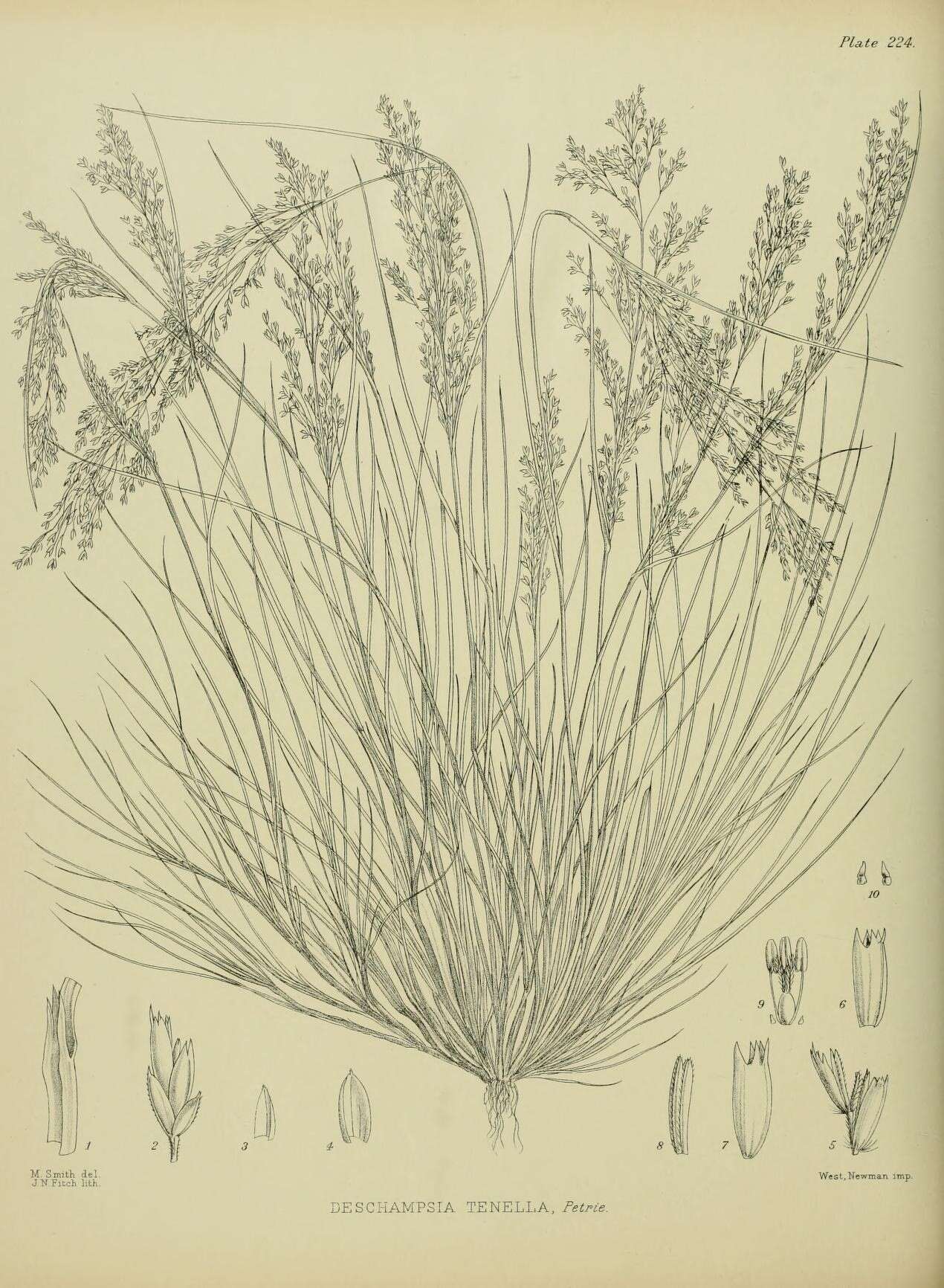 Image of Deschampsia tenella Petrie