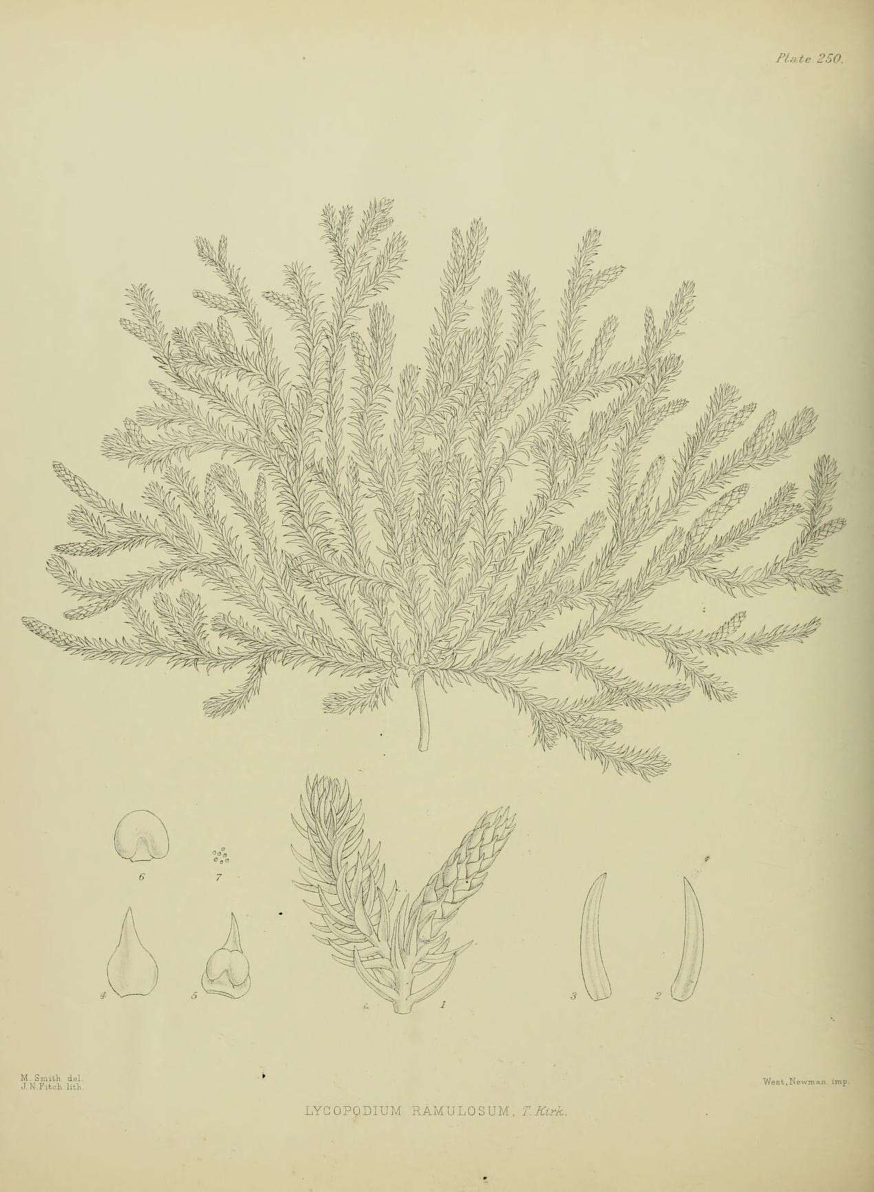 Image of Lateristachys diffusa (R. Br.) Holub