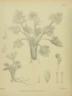 Image of Ranunculus sericophyllus Hook. fil.