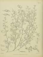 Image de Carmichaelia grandiflora (Benth.) Hook. fil.