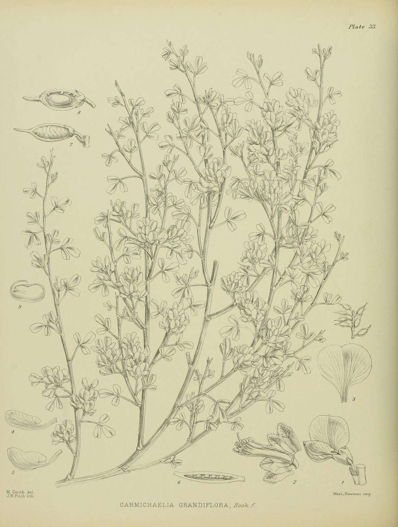 Image de Carmichaelia grandiflora (Benth.) Hook. fil.