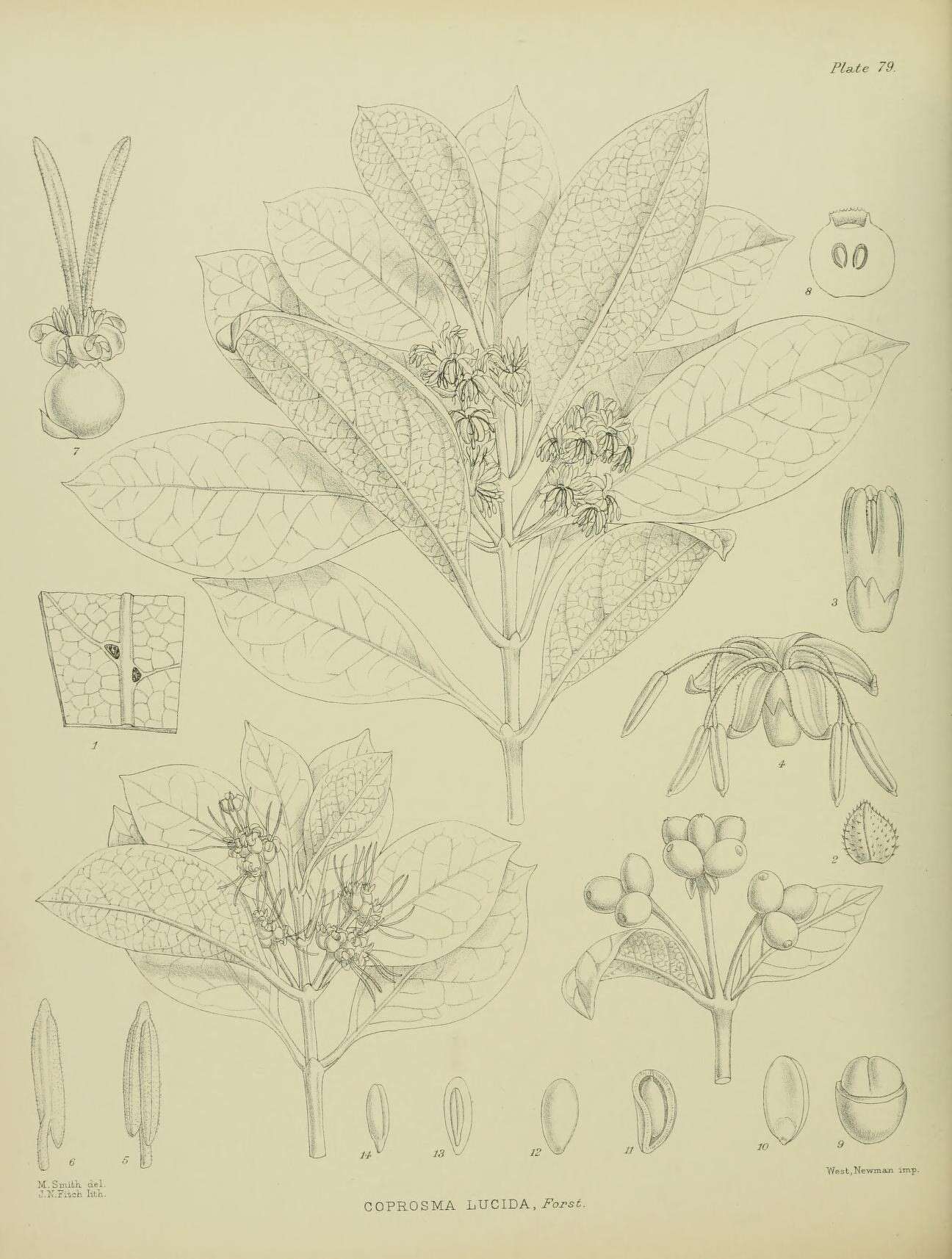 Image of Coprosma lucida J. R. Forst. & G. Forst.