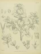 Image of Coprosma serrulata Hook. fil. ex Buchanan