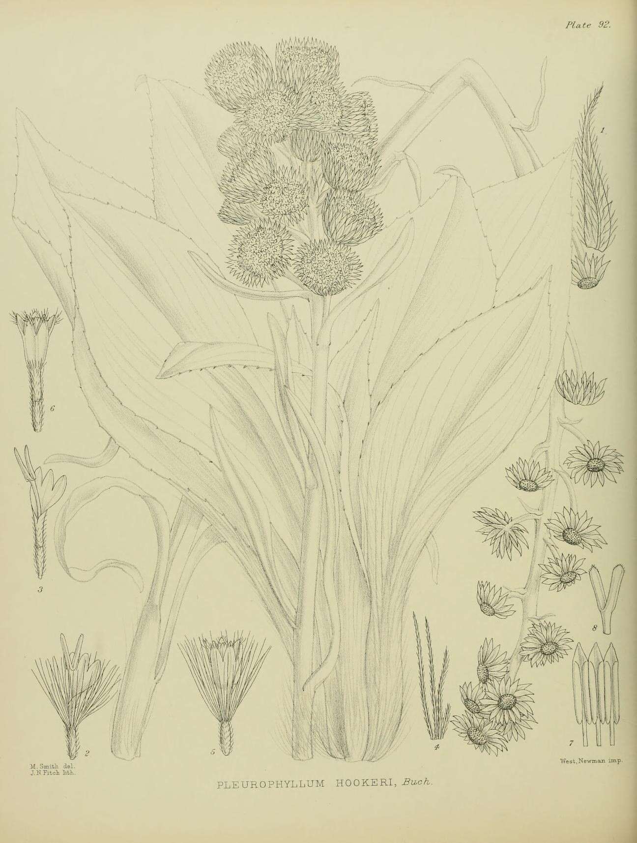 Image of Pleurophyllum hookeri J. Buch.