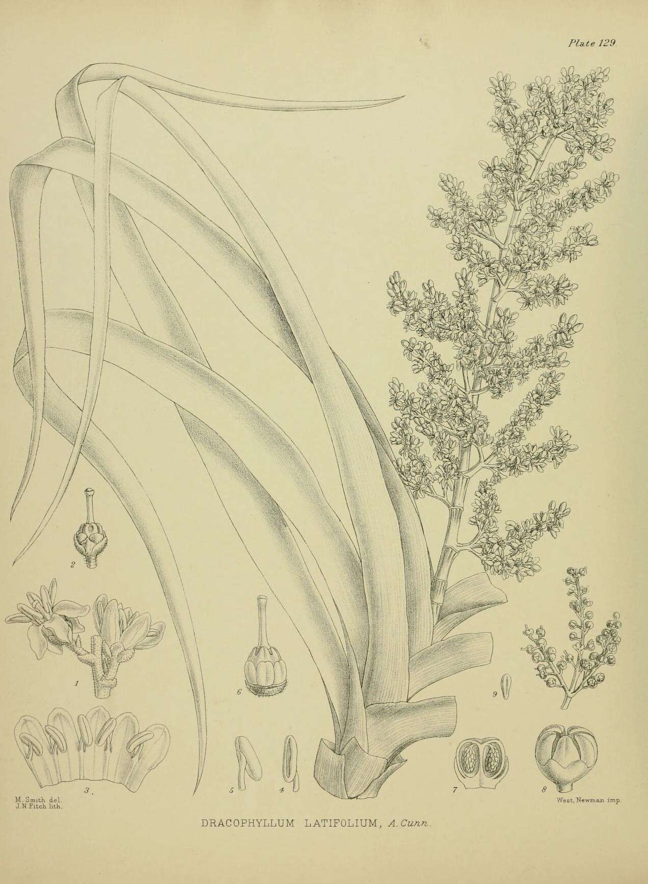 Image of Dracophyllum latifolium A. Cunn.