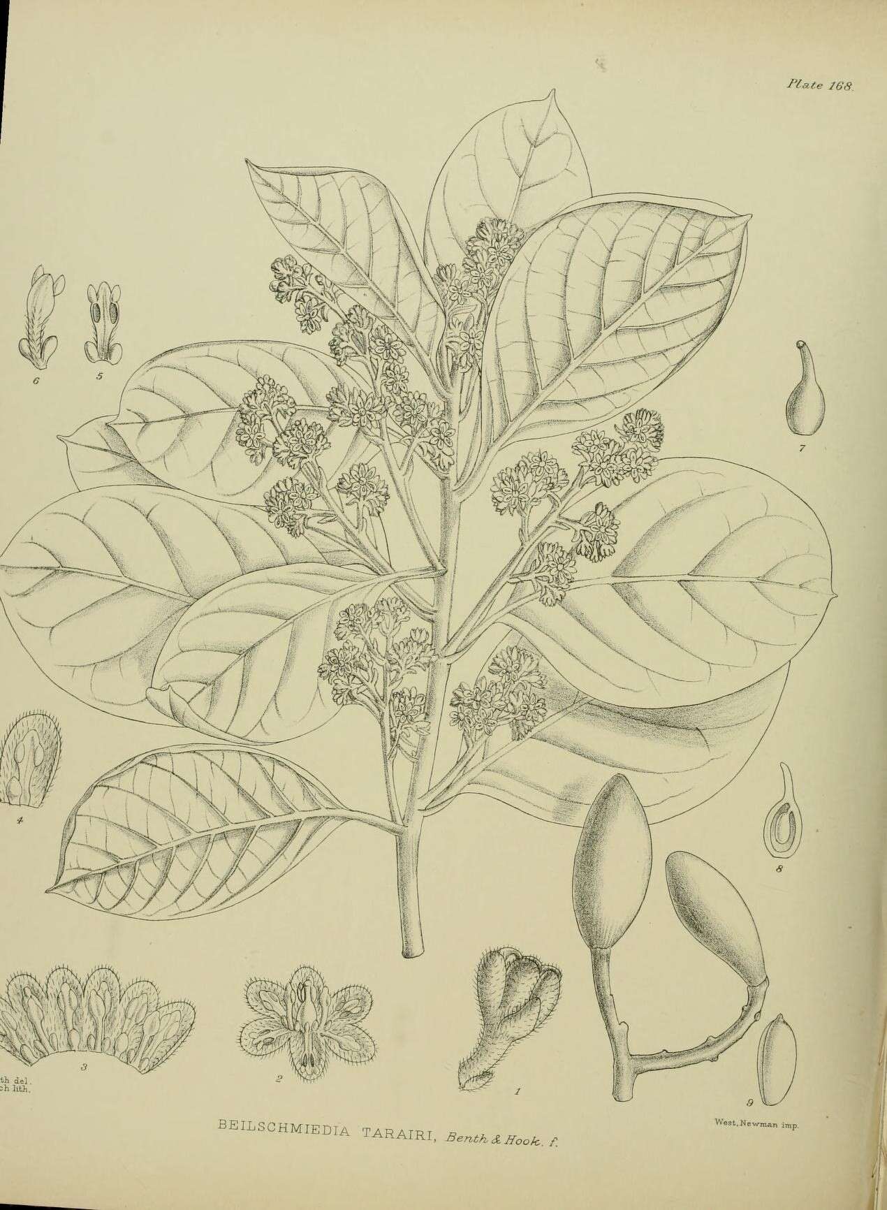 Sivun Beilschmiedia tarairi (A. Cunn.) Kirk kuva