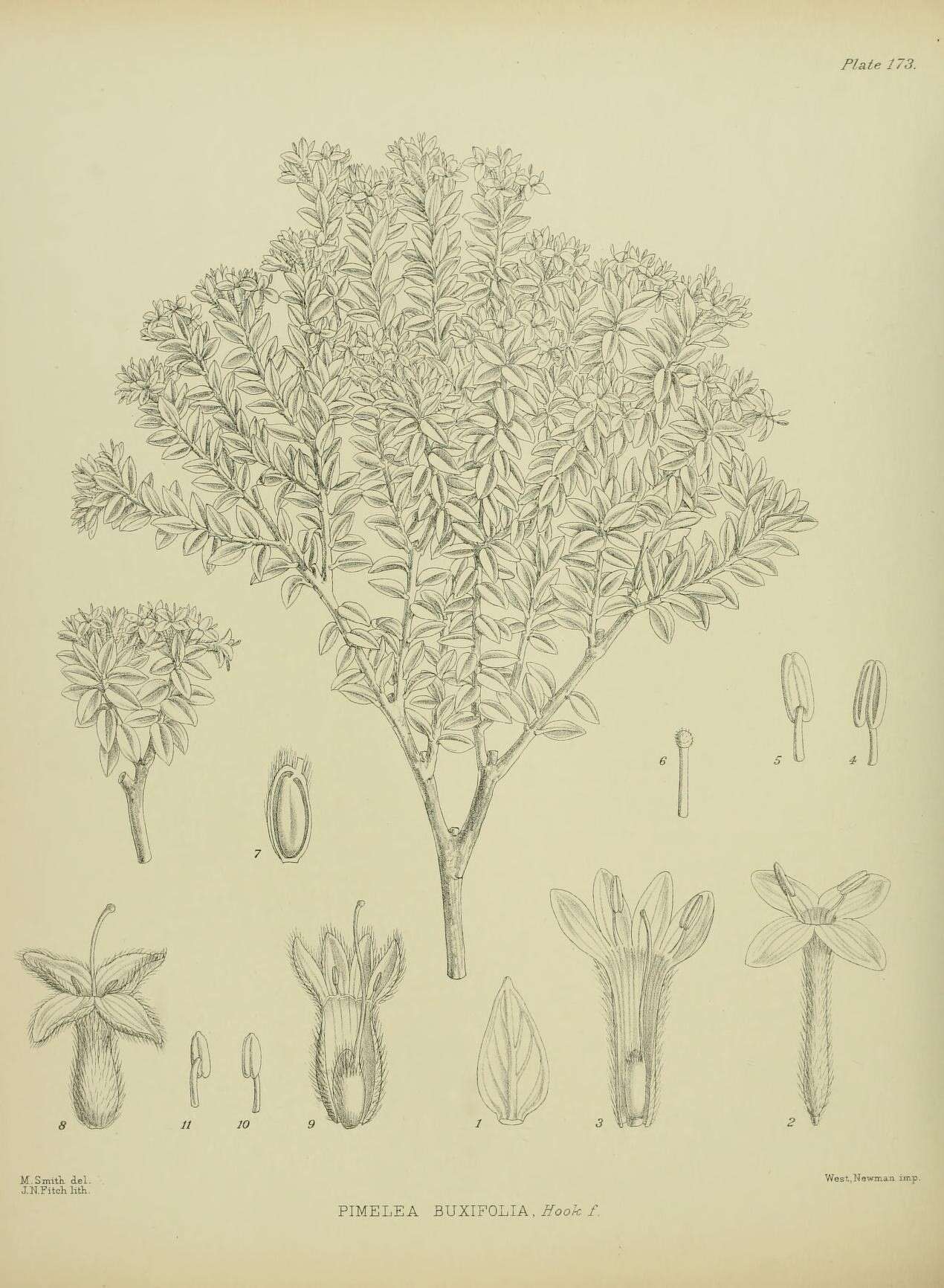 Image of Pimelea buxifolia Hook. fil.